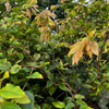 Jaboticaba, Red (Myrciaria Plinia cauliflora x aureana)