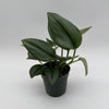 Scindapsus Moonlight