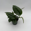 Scindapsus Moonlight