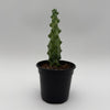 Boobie Cactus