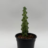 Boobie Cactus