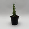 Boobie Cactus