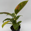 Variegated Philodendron Green Congo Nuclear