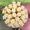 Hoya Deykeae