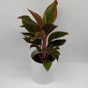 Aglaonema 'Siam Aurora'