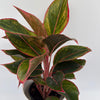 Aglaonema 'Siam Aurora'