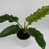 Philodendron Jungle Boogie