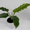 Philodendron Jungle Boogie
