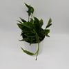 Pothos Shangri La