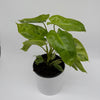 Philodendron Paraiso Verde