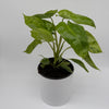 Philodendron Paraiso Verde