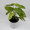 Philodendron Paraiso Verde