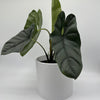 Alocasia Corazon