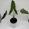 Alocasia Tigrina Superba