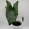 Alocasia Zebrina Reticulata