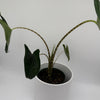 Alocasia Zebrina Reticulata