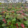 Simpson's Stopper (Myrcianthes fragrans) – live plant – photo 2