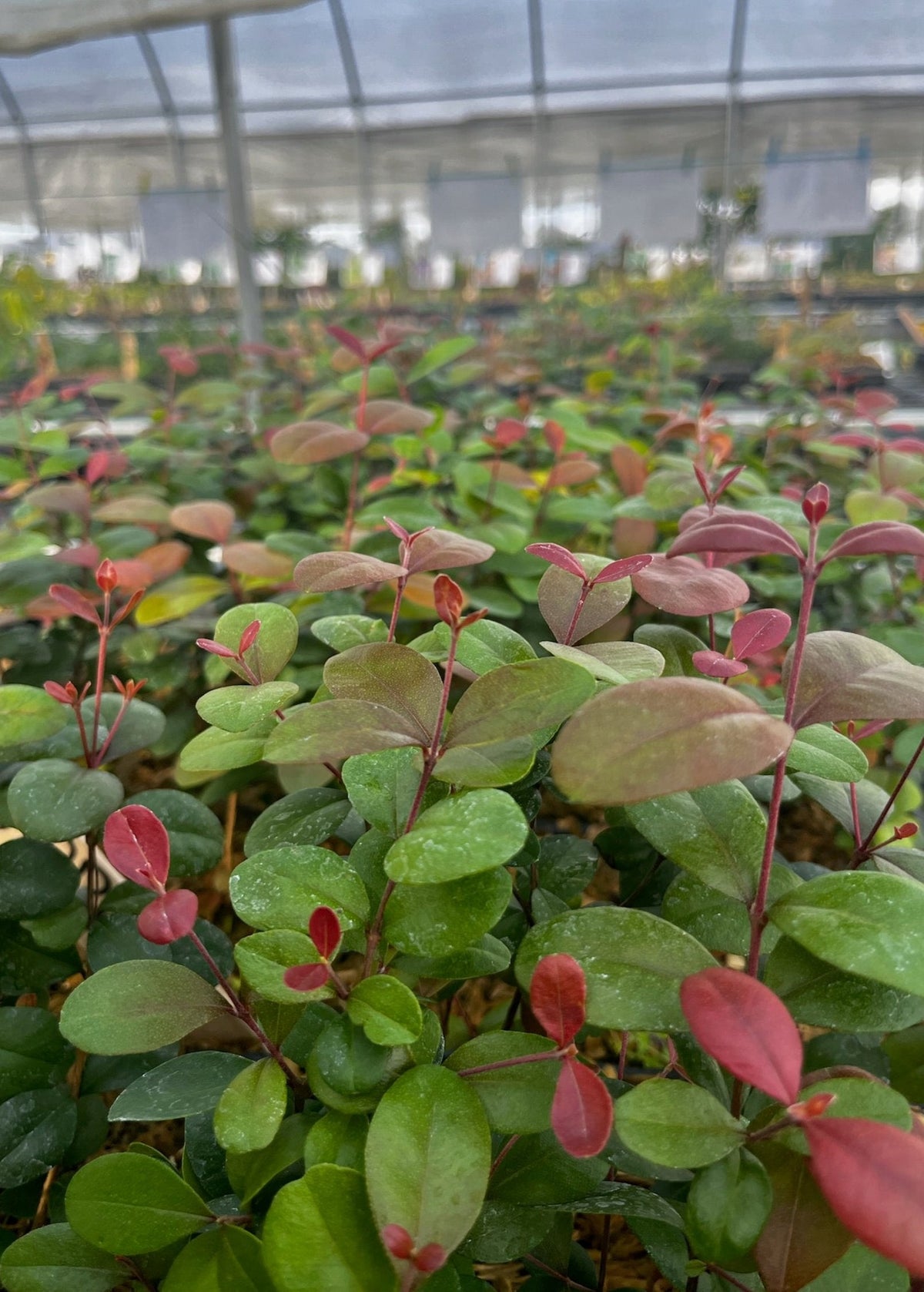 Simpson's Stopper (Myrcianthes fragrans) – live plant – photo 2