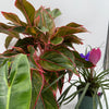 Secret Santa Mystery Box - 3 Holiday Plants