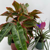 Secret Santa Mystery Box - 3 Holiday Plants