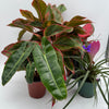 Secret Santa Mystery Box - 3 Holiday Plants