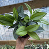 Scindapsus Pictus 'Sterling'