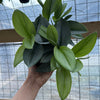Scindapsus Pictus 'Sterling'