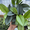 Scindapsus Pictus 'Sterling'