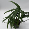 Amydrium Zippelianum 'Green'