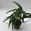 Amydrium Zippelianum 'Green'