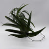 Amydrium Zippelianum 'Green'