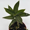 Jewel Orchid 'Ludisia Galaxy'