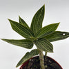 Jewel Orchid 'Ludisia Galaxy'