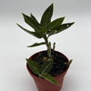 Jewel Orchid 'Ludisia Galaxy'