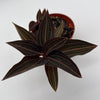 Jewel Orchid 'Ludisia Dark Leaf'