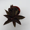Jewel Orchid 'Ludisia Dark Leaf'