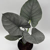 Alocasia Reginae