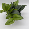 Scindapsus Pictus 'Sterling'