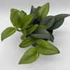 Scindapsus Pictus 'Sterling'