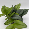 Scindapsus Pictus 'Sterling'