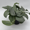 Scindapsus Silver Hero