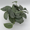 Scindapsus Silver Hero