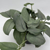 Scindapsus Silver Hero