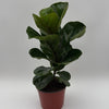 Ficus Fiddle Leaf Fig