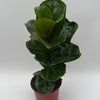 Ficus Fiddle Leaf Fig