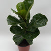 Ficus Fiddle Leaf Fig