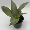 Sansevieria 'Moonshine'