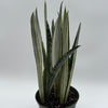 Sansevieria 'Bantel's Sensation'