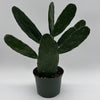 Opuntia Prickly Pear Cactus