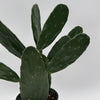 Opuntia Prickly Pear Cactus